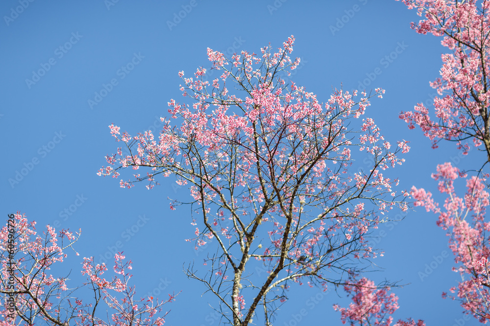 Beautiful cherry blossom, Chiang Mai, Thailand