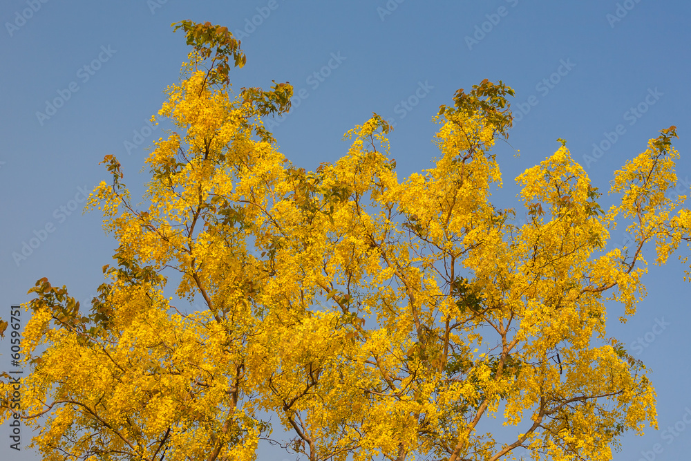 Beautiful Golden Shower Tree Under Blue Sky