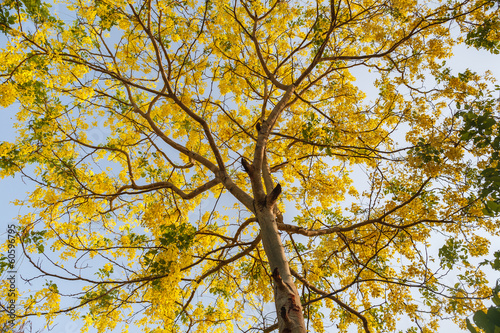 Beautiful Golden Shower Tree Under Blue Sky © aiaikawa