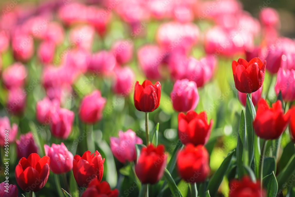 Beautiful colorful tulips in garden