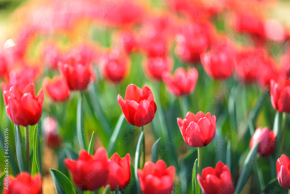 Beautiful colorful tulips in garden Beautiful colorful tulips in garden