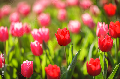 Beautiful colorful tulips in garden