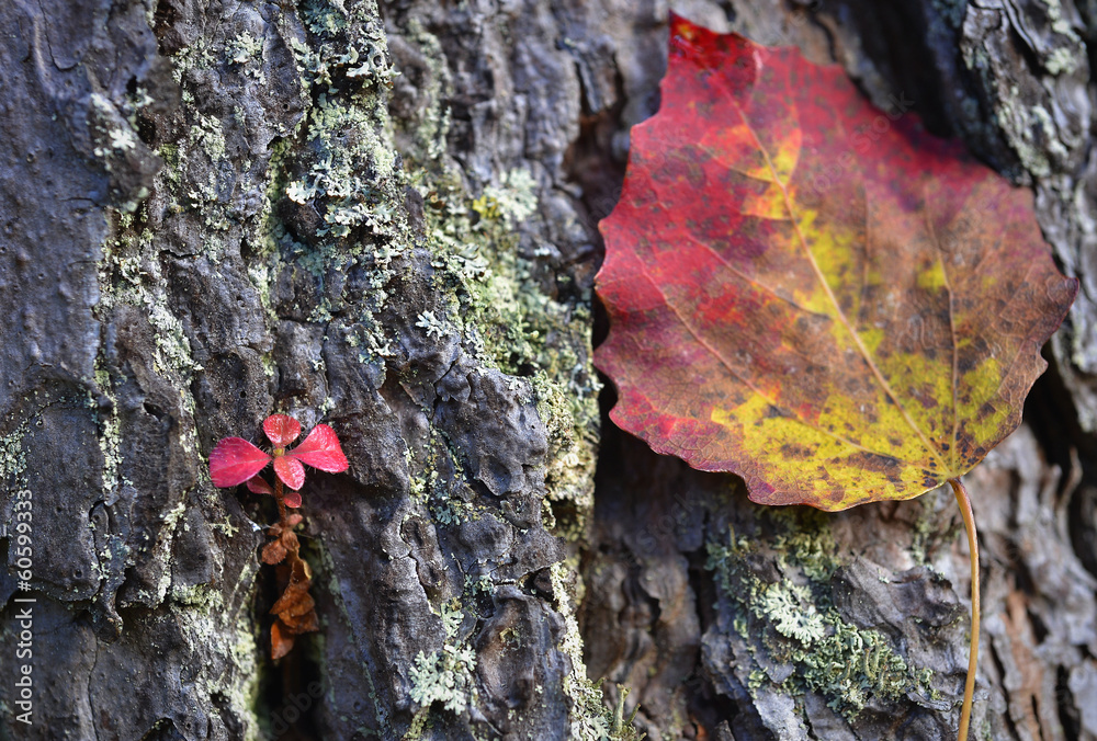 Red Small sprout and  leaf