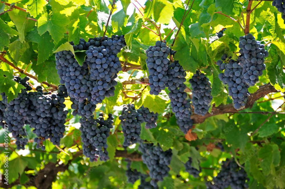 Large bunch of red wine grapes