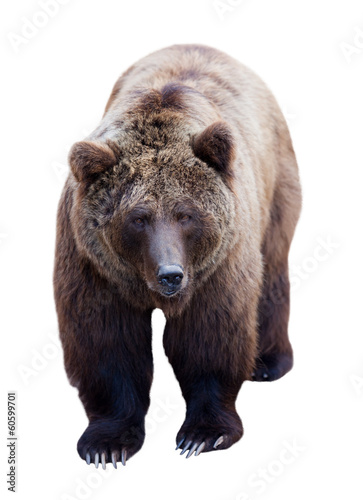 Brown bear over white © JackF