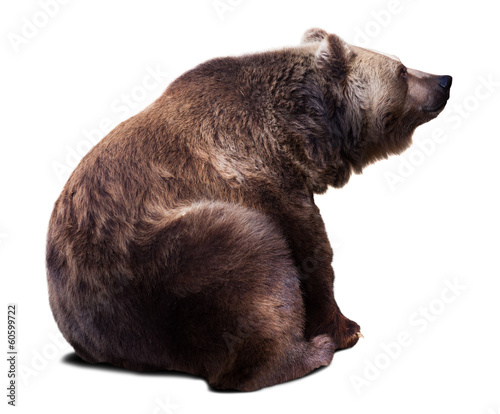 Photography Sitting brown bear. Isolated  over white