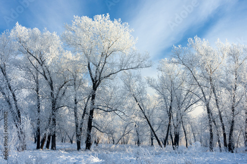 trees covered with white frost
