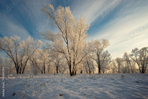 trees covered with white frost © zacupboss