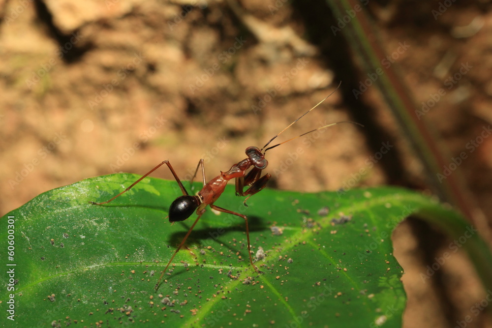 Ant like Mantis (Odontomantis sp) in Sri Lanka Ant like Mantis (Odontomantis sp) in Sri Lanka