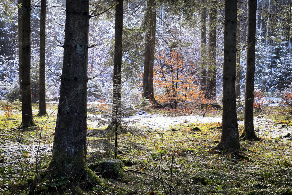 Fototapeta premium wintertime