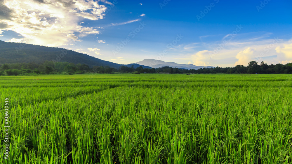 Green Rice Field with Mountains Background under Blue Sky