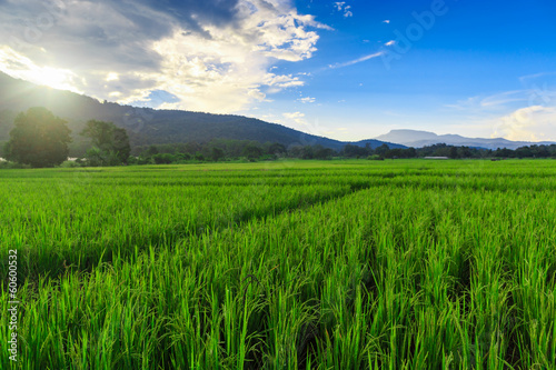 Green Rice Field with Mountains Background under Blue Sky