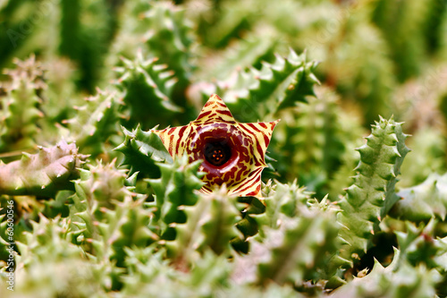 marcro texture cactus flower photo