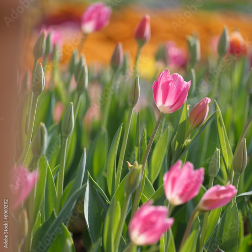 Beautiful tulip garden and colorful background with morning ligh