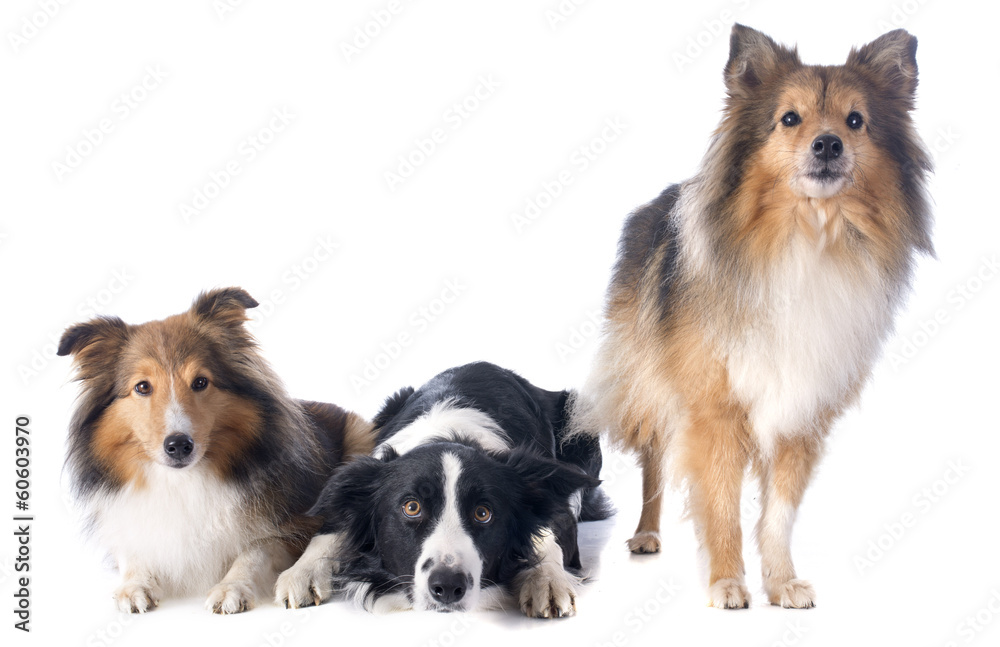 three dogs three dogs