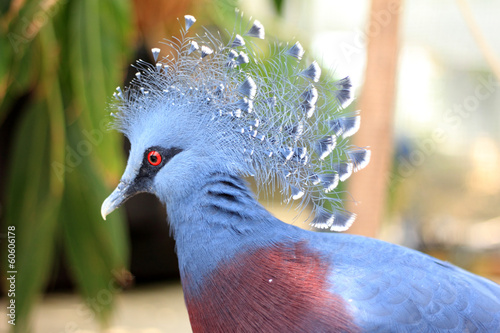фотографія Victoria Crowned Pigeon
