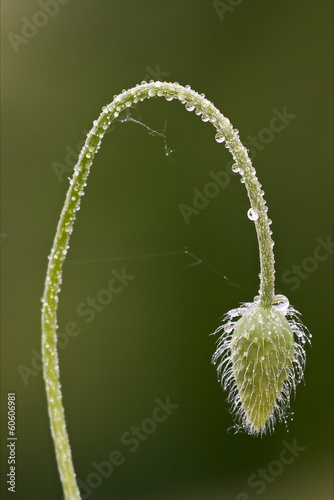 green background and web drop photo
