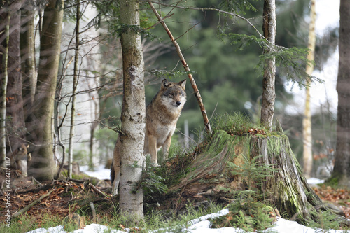 Wolf Ausblick © Xaver Klaussner