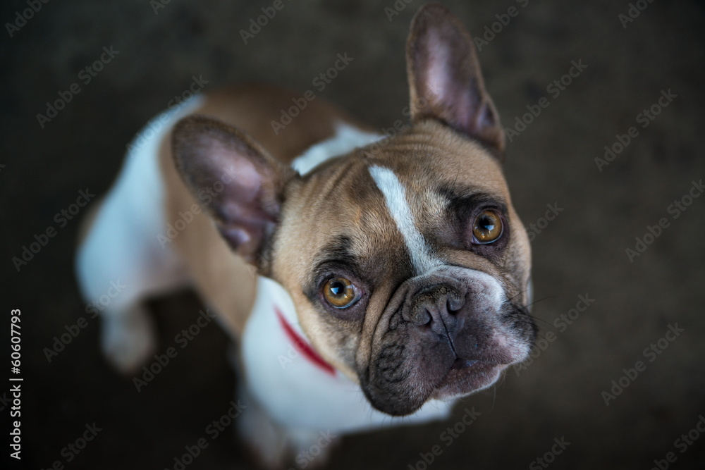 Portrait französische Bulldogge