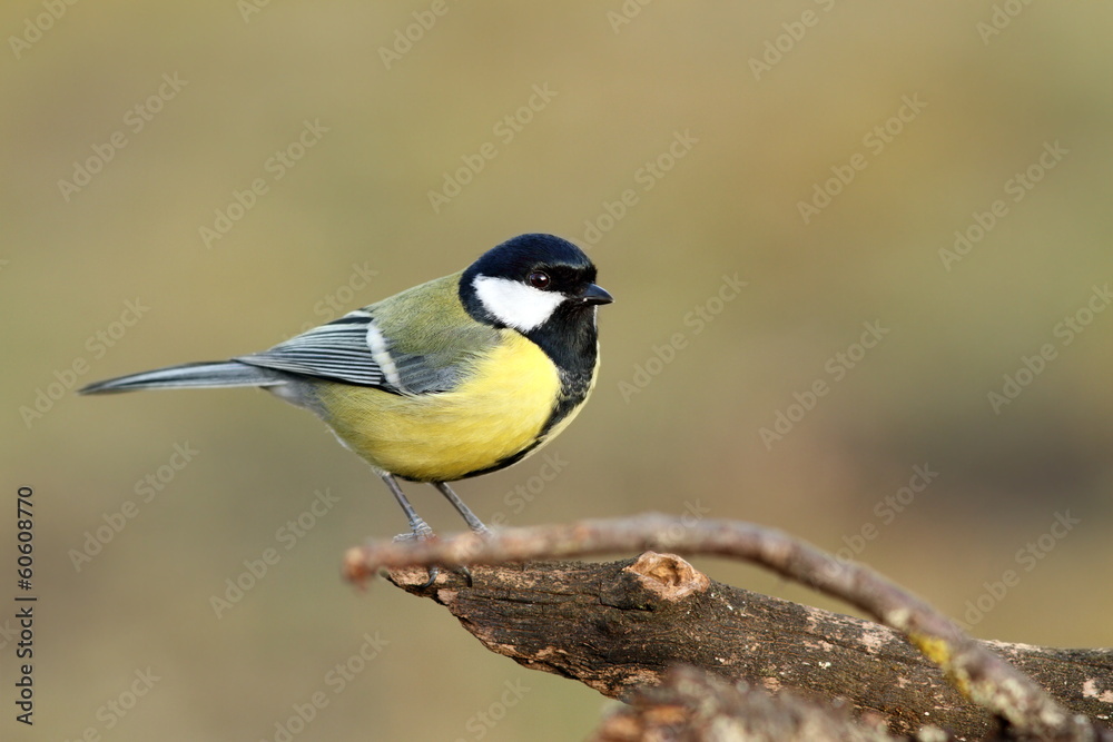 Obraz premium great tit over blurred background