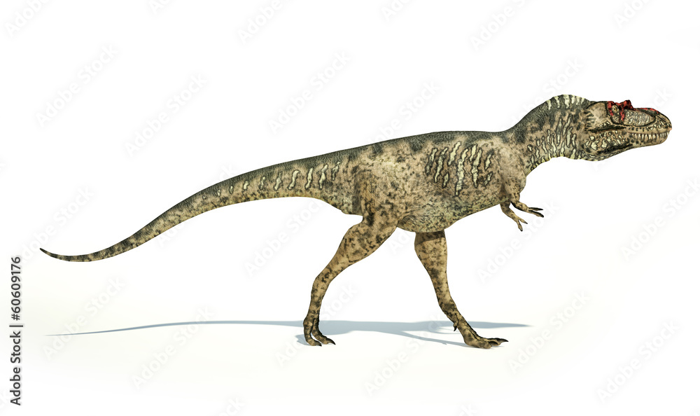 Albertosaurus Dinosaur, photorealistic representation, side view Albertosaurus Dinosaur, photorealistic representation, side view