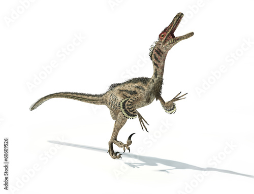 Velociraptor dinosaur  scientifically correct  with feathers.