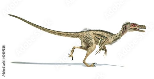 Photos Velociraptor dinosaur, scientifically correct, with feathers.