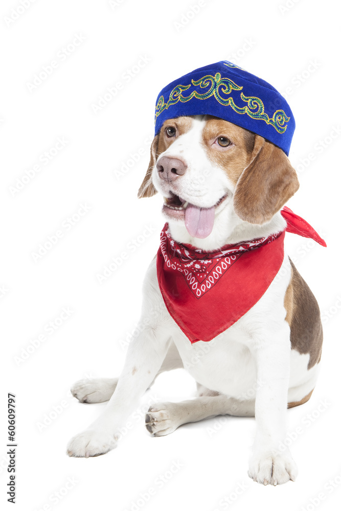 Beagle in skullcap