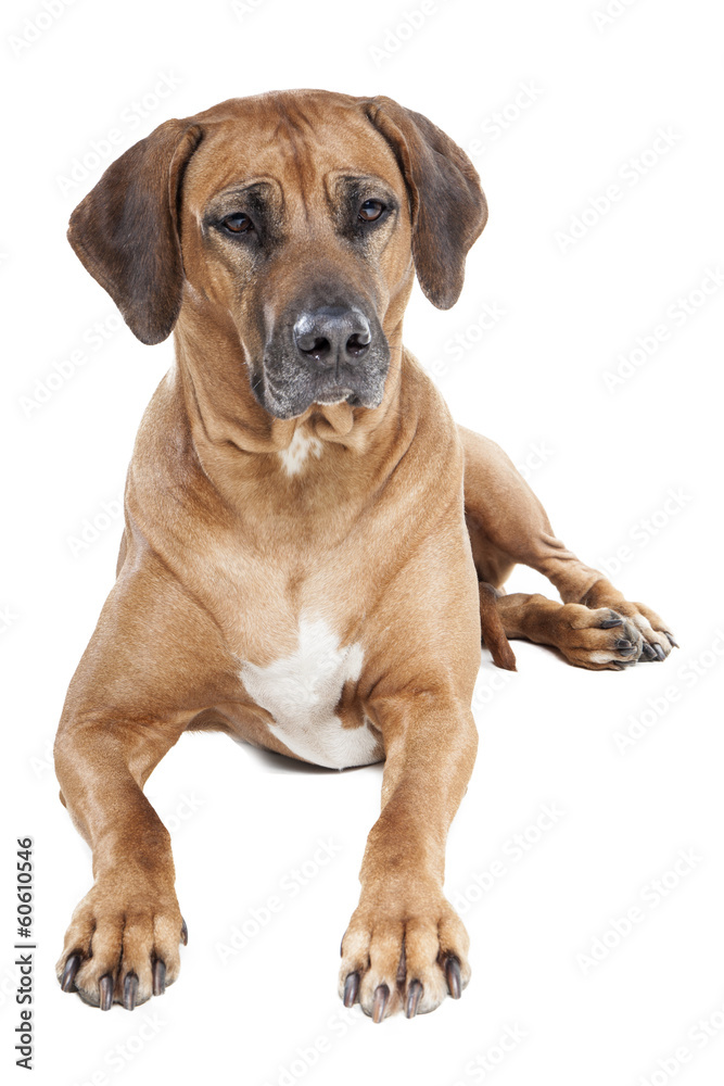 Ridgeback on a white background in studio