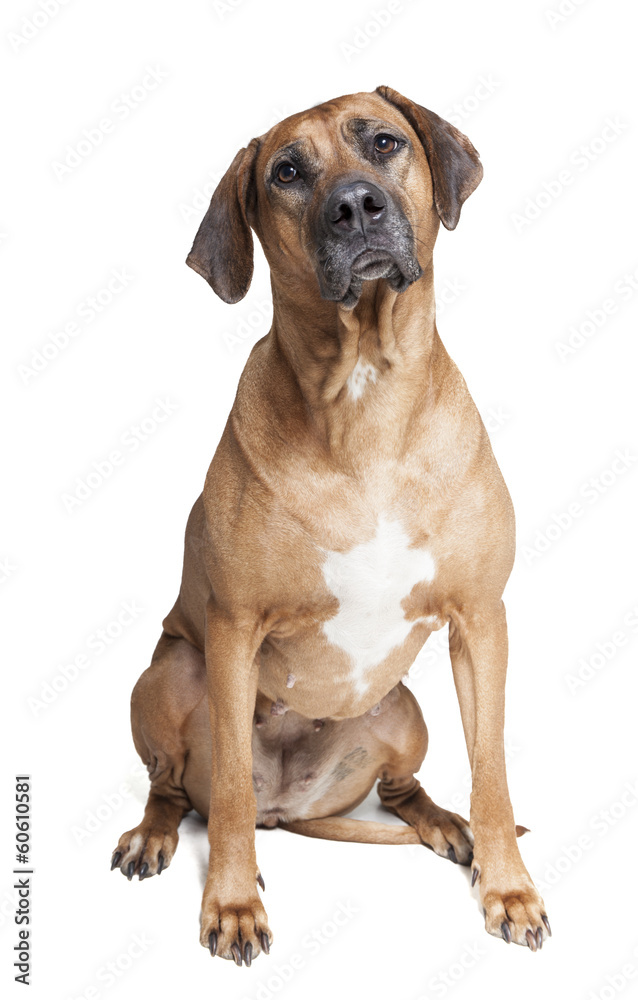 Ridgeback on a white background in studio Ridgeback on a white background in studio