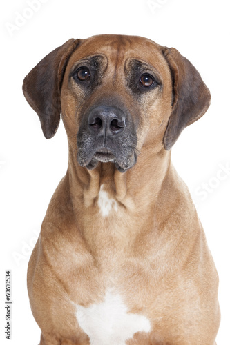 Ridgeback on a white background in studio