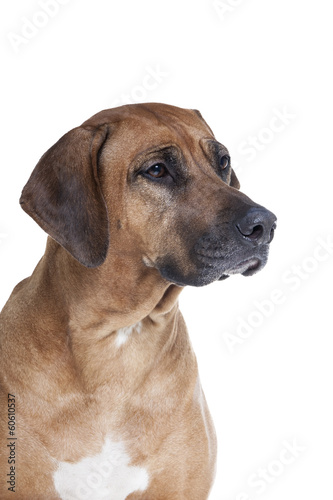 Ridgeback on a white background in studio