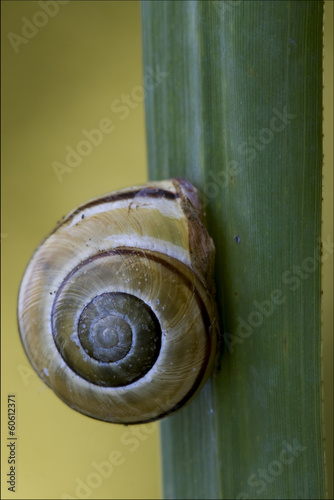 gastropoda  phyla minori photo