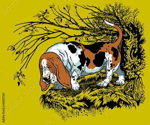basset hound in forest
