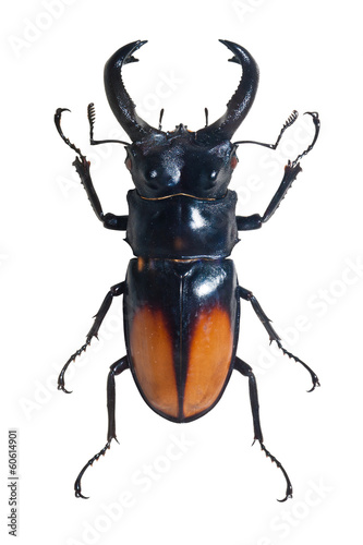 Bug Odontolabis Spectabilis © Sailorr
