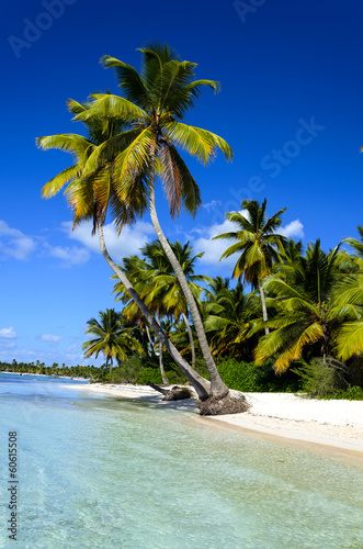 Dominicana beach with palms