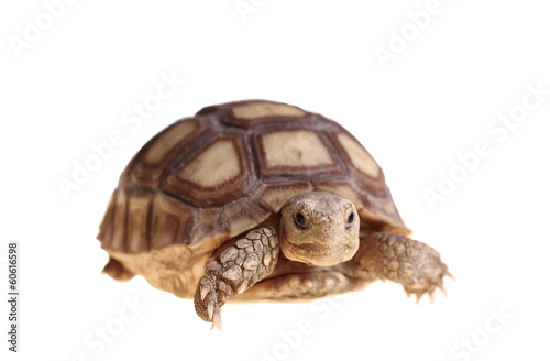 African Spurred Tortoise (Sulcata)