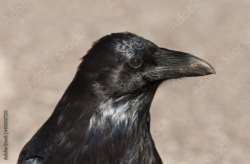 Common Raven