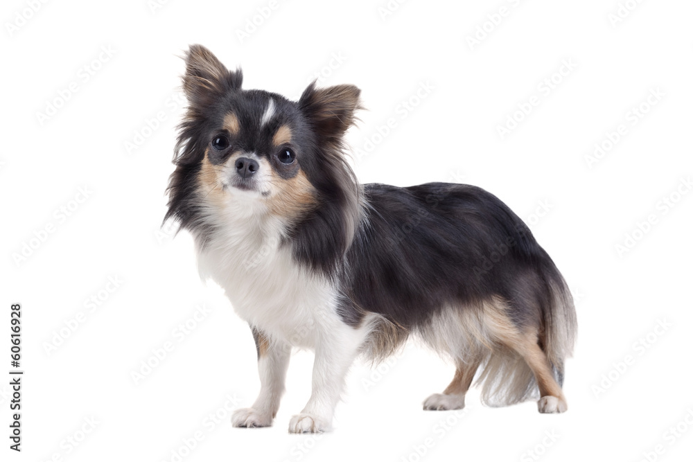 Chihuahua isolated on white background Chihuahua isolated on white background