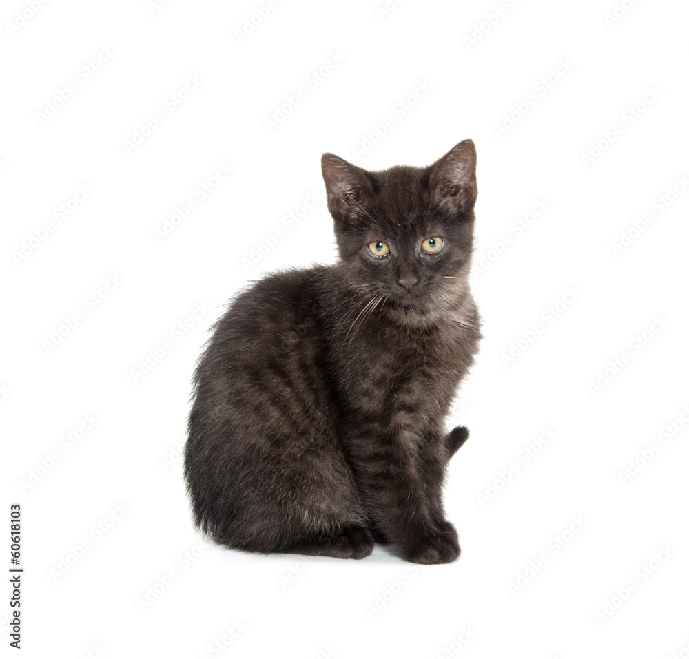 Cute black kitten Cute black kitten