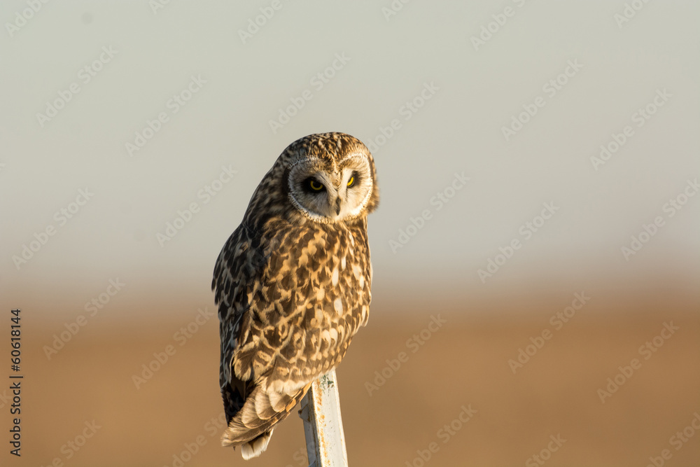 Fototapeta premium Short Eared Owl