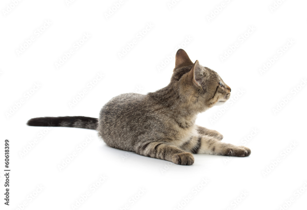 Obraz premium Cute tabby kitten