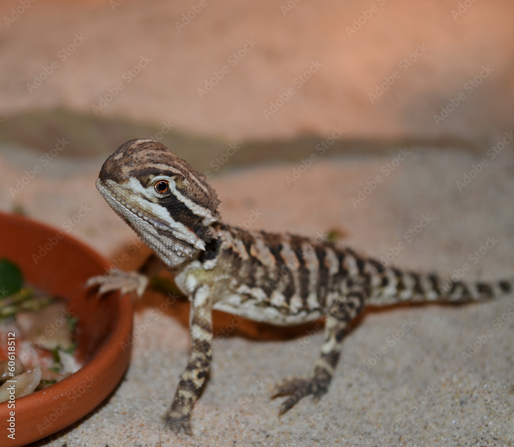 Naklejka premium Pogona Henrylawsoni Fütterung