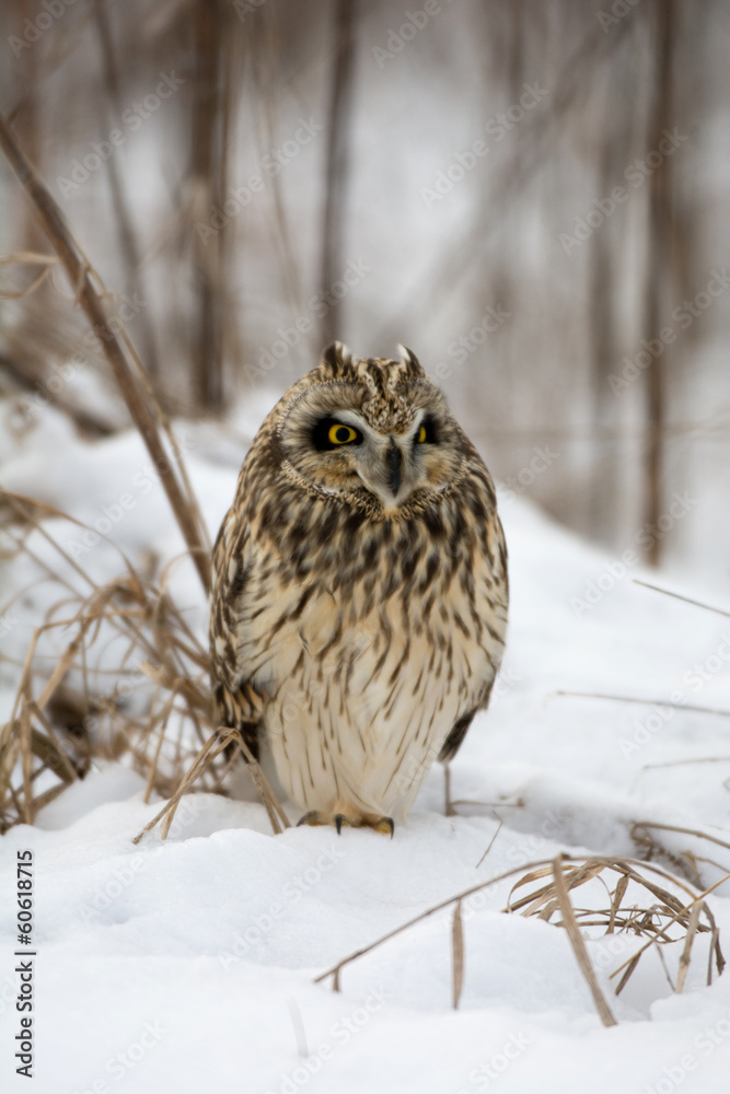 Naklejka premium Short Eared Owl