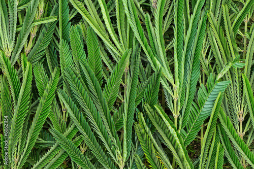 Acacia Hindsii Leaf Texture