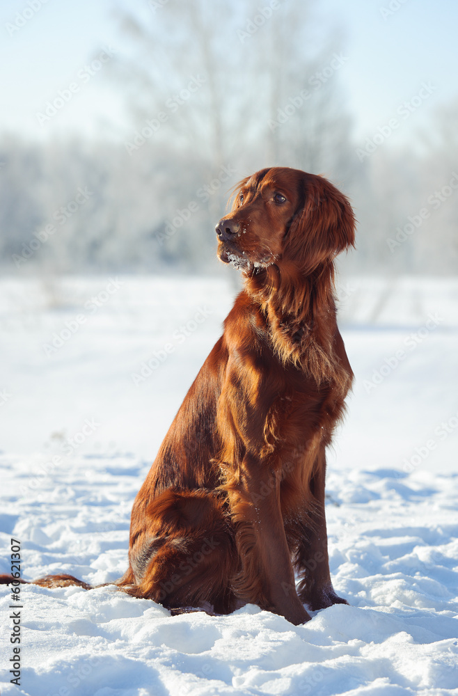 dog sits on snow