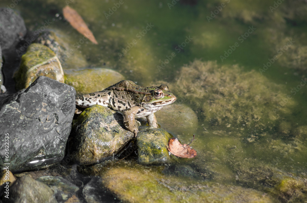 Frog on a river side