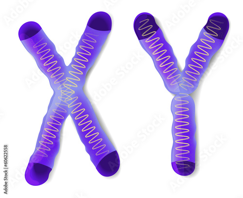 Sex Chromosome X and Y
