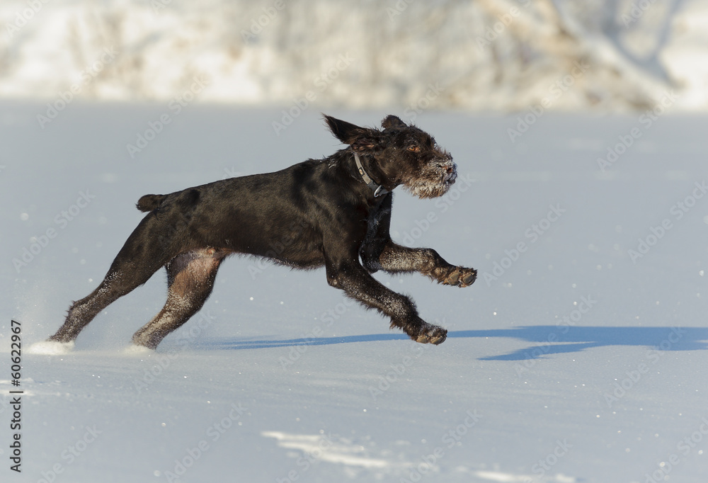 Gun dog runs on snow, horizontal