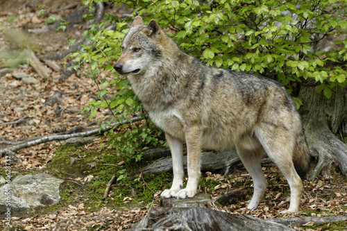 Wolf (Canis lupus)